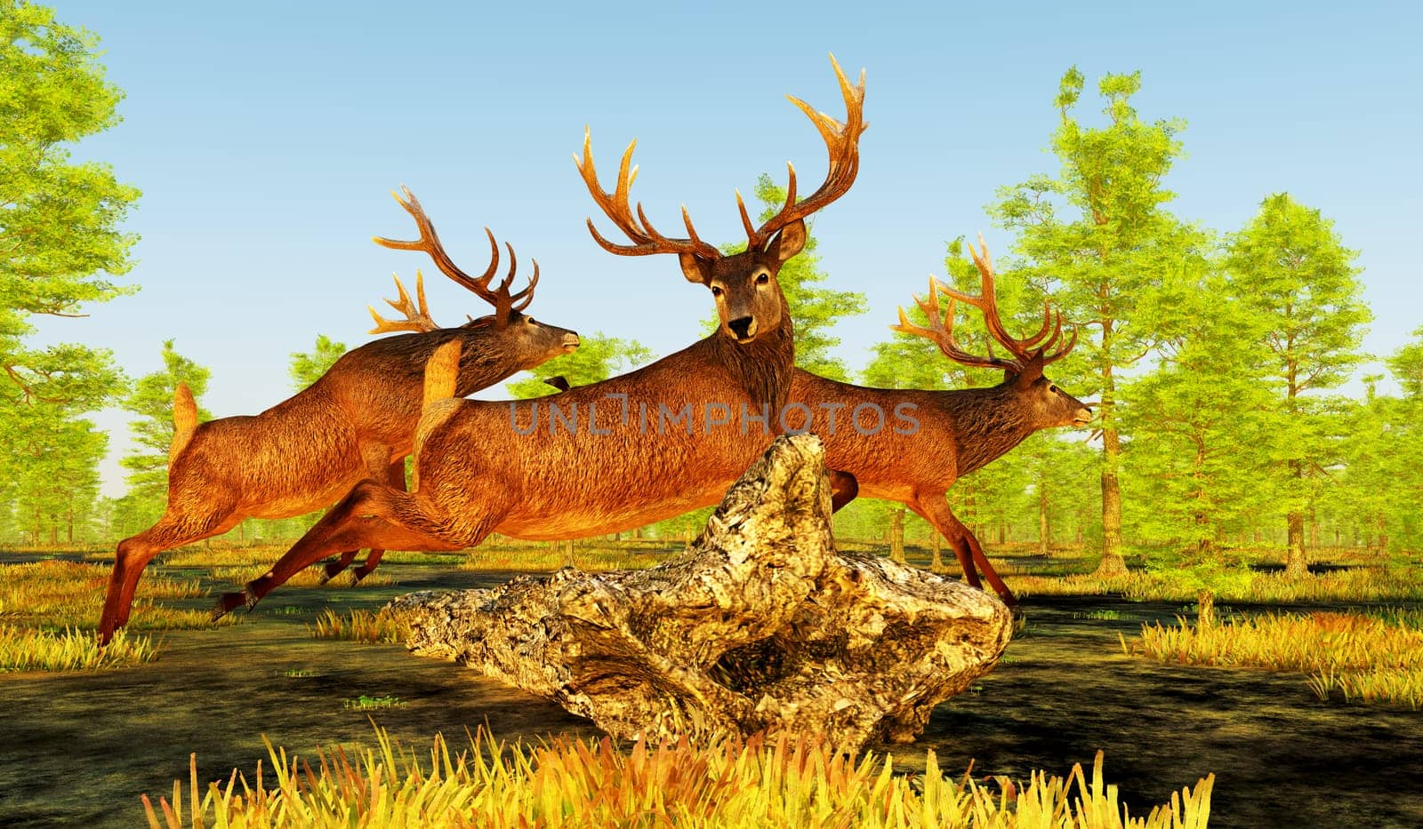 The Red deer is native to Europe, Asia, Iran and Africa is one of the largest species of ungulates.