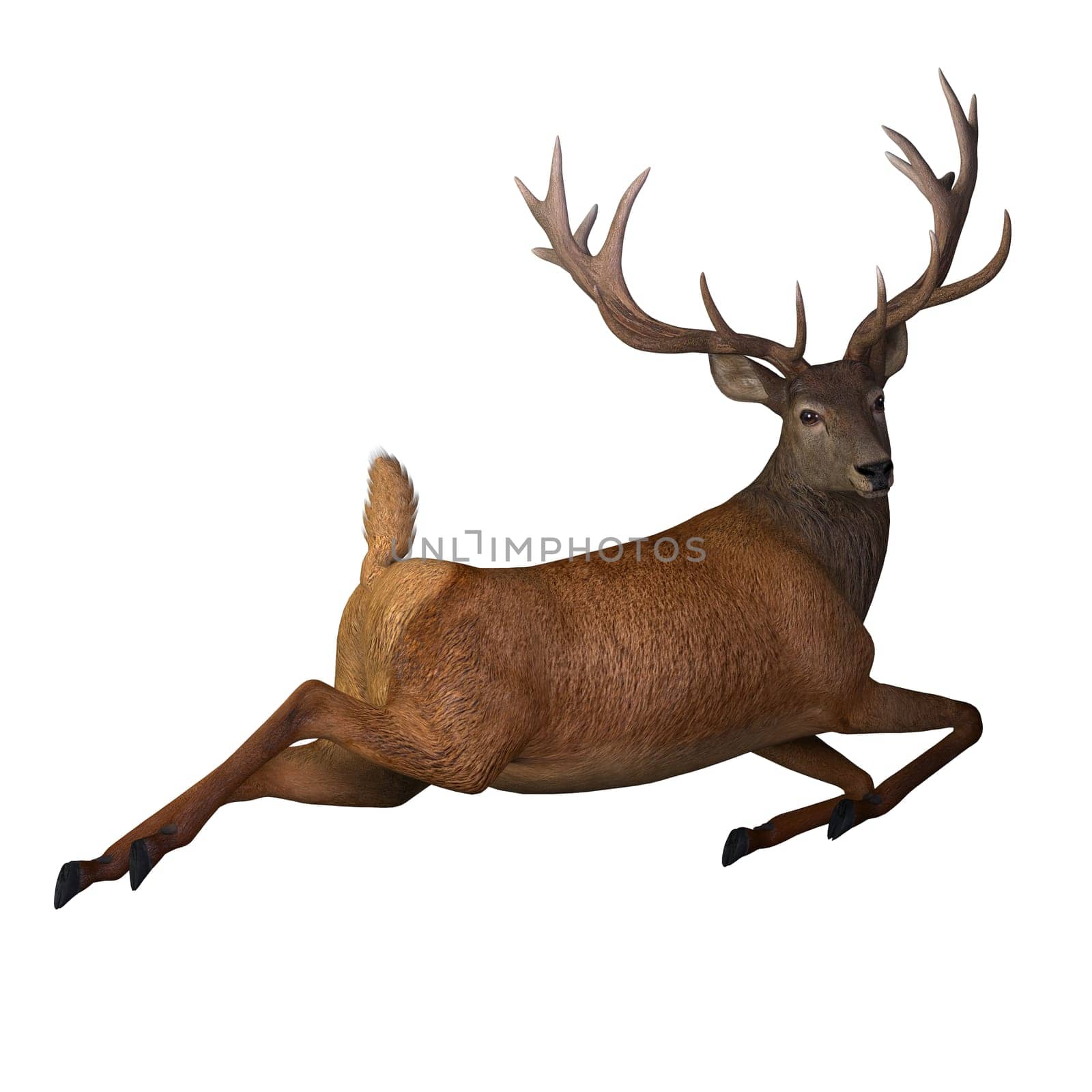 Red Deer Jumping by Catmando