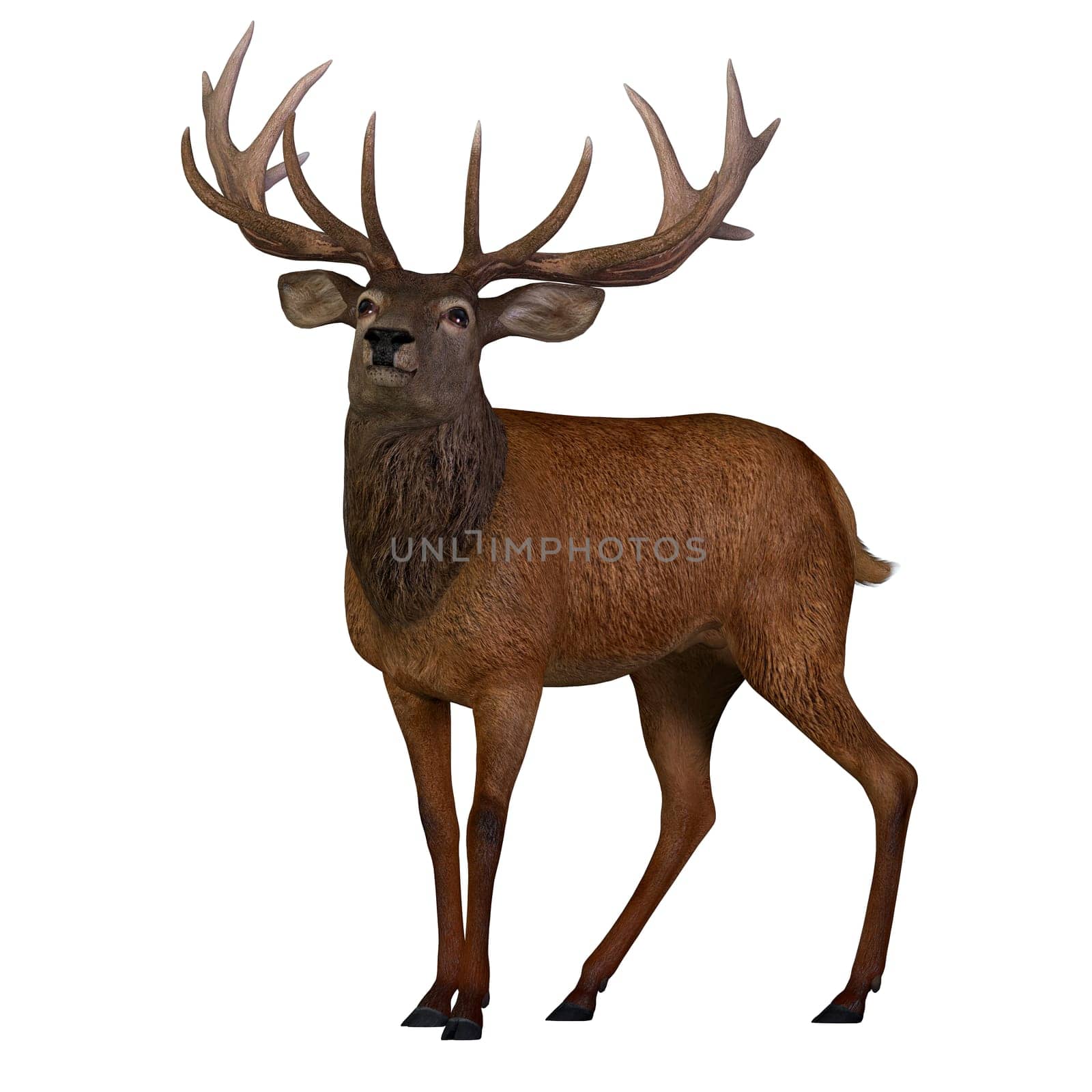 The Red deer is native to Europe, Asia, Iran and Africa is one of the largest species of ungulates.
