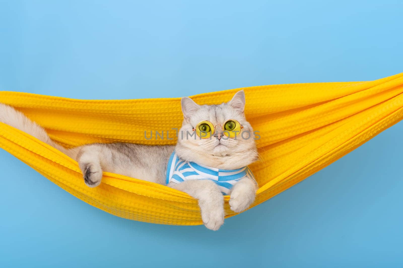 white cat in a yellow glasses resting in a yellow fabric hammock by Zakharova