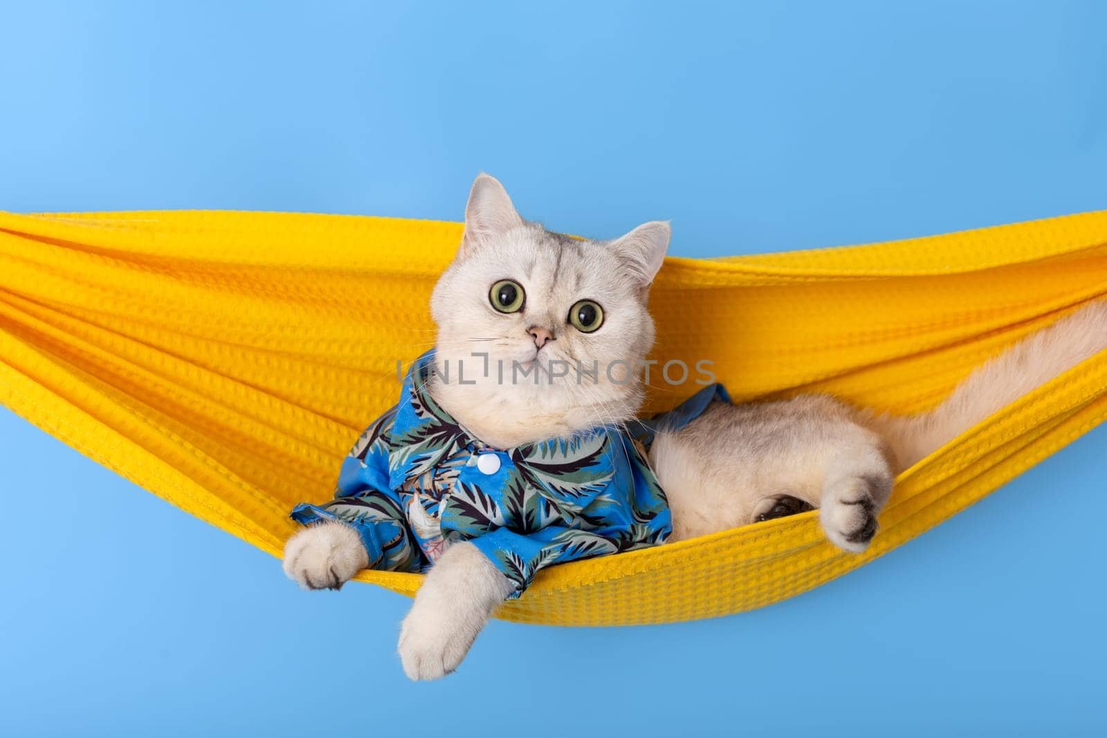 Cute happy white cat in blue shirt lie in a yellow fabric hammock, isolated on white background, look at camera. Close up. Copy space