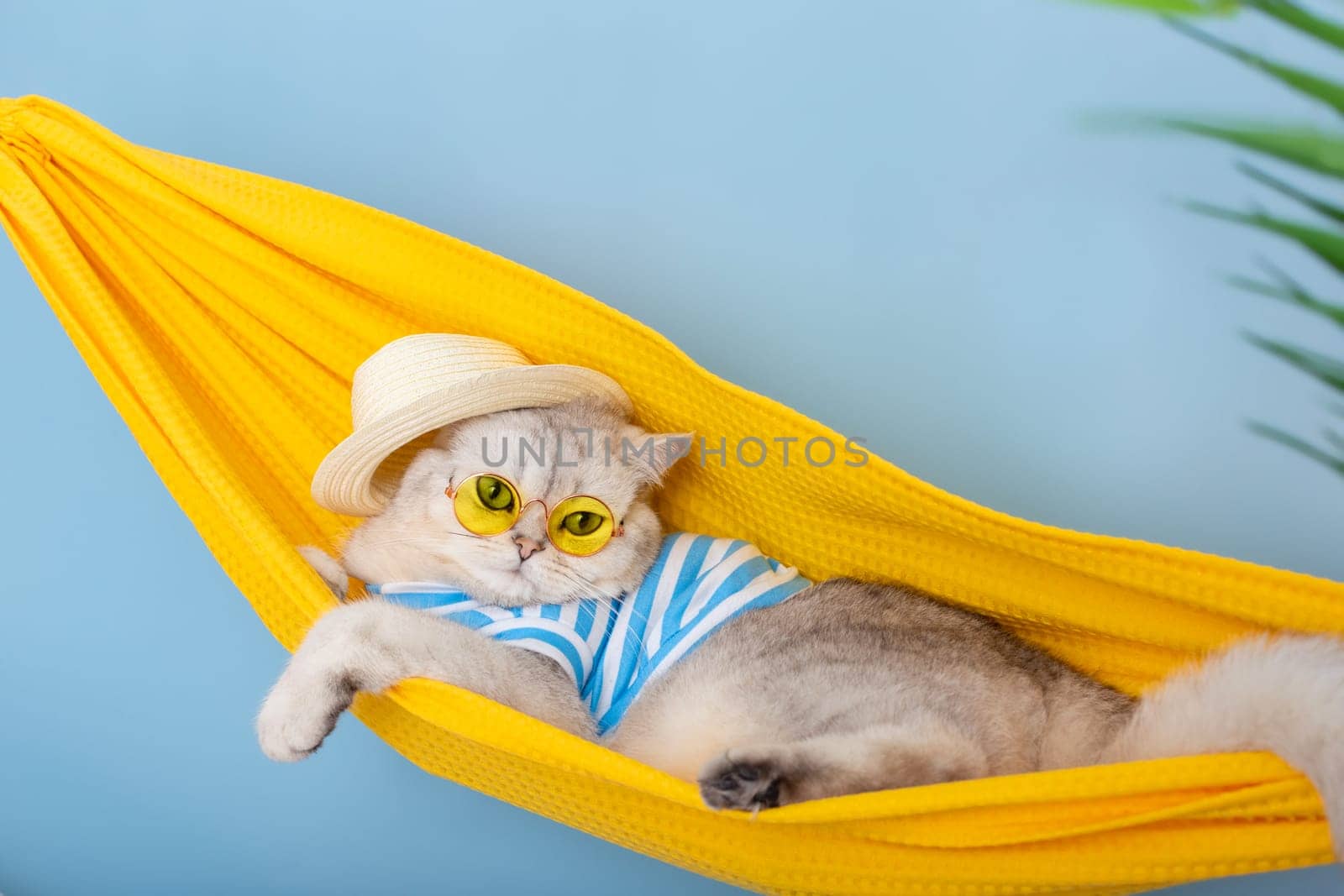 Funny white cat in a straw hat, yellow glasses and blue striped T-shirt resting in a yellow fabric hammock, on a blue background, with leaves of a palm tree. Close up. Copy space