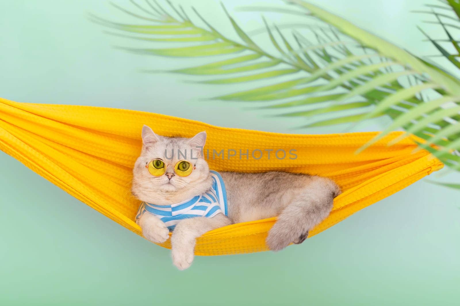 Stylish white cat in a yellow glasses resting in a yellow fabric hammock by Zakharova