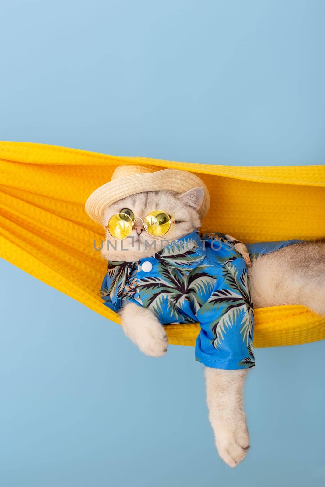 Adorable white cat in a straw hat, yellow glasses and blue shirt, resting in a yellow fabric hammock, on a blue background.Vertical. Close up. Copy space