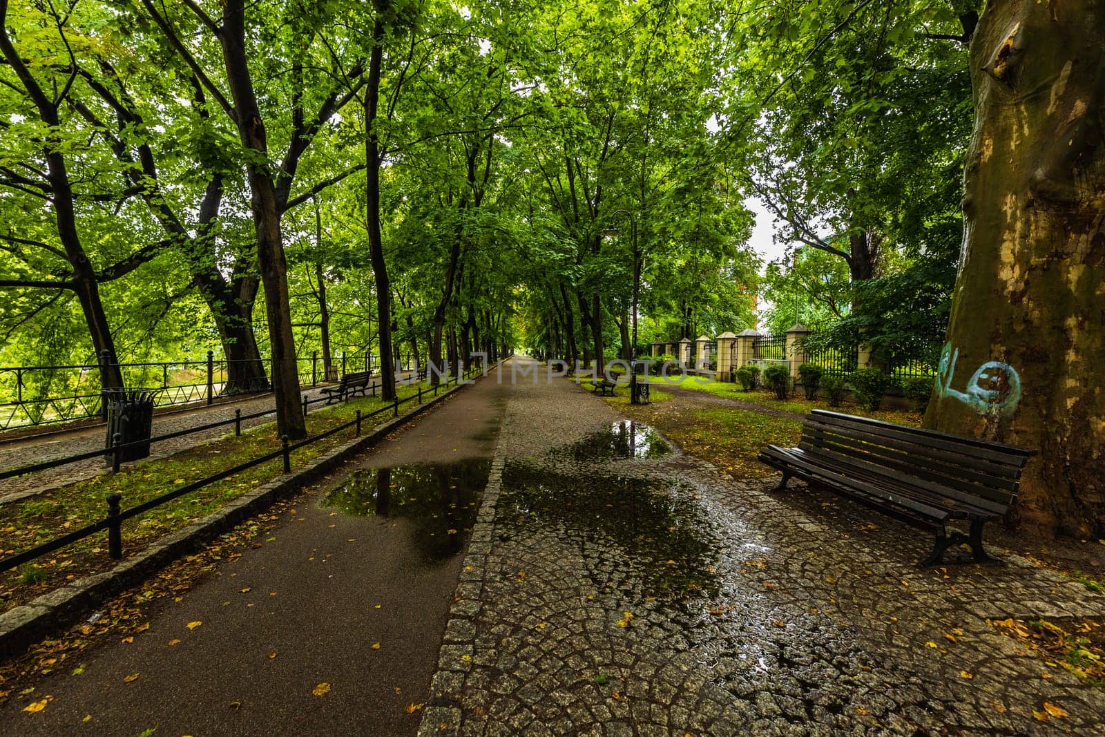 A long path between green trees on a city promenade, reflecting in a puddle on a sunny day by Wierzchu