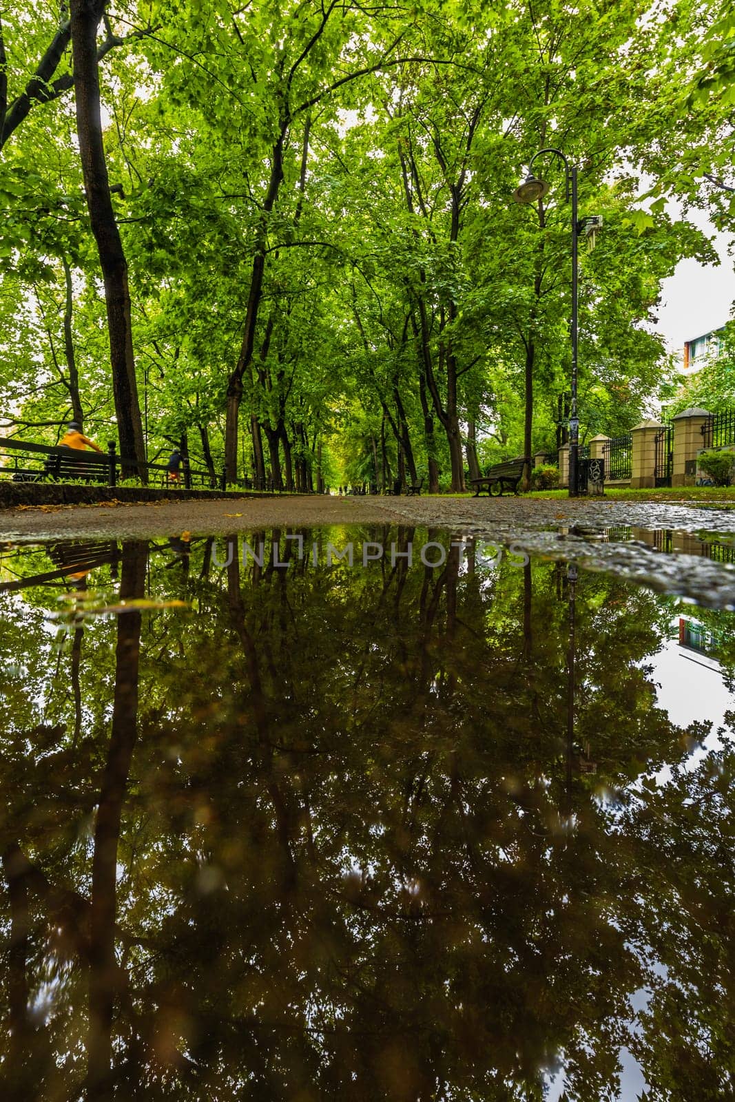 A long path between green trees on a city promenade, reflecting in a puddle on a sunny day by Wierzchu