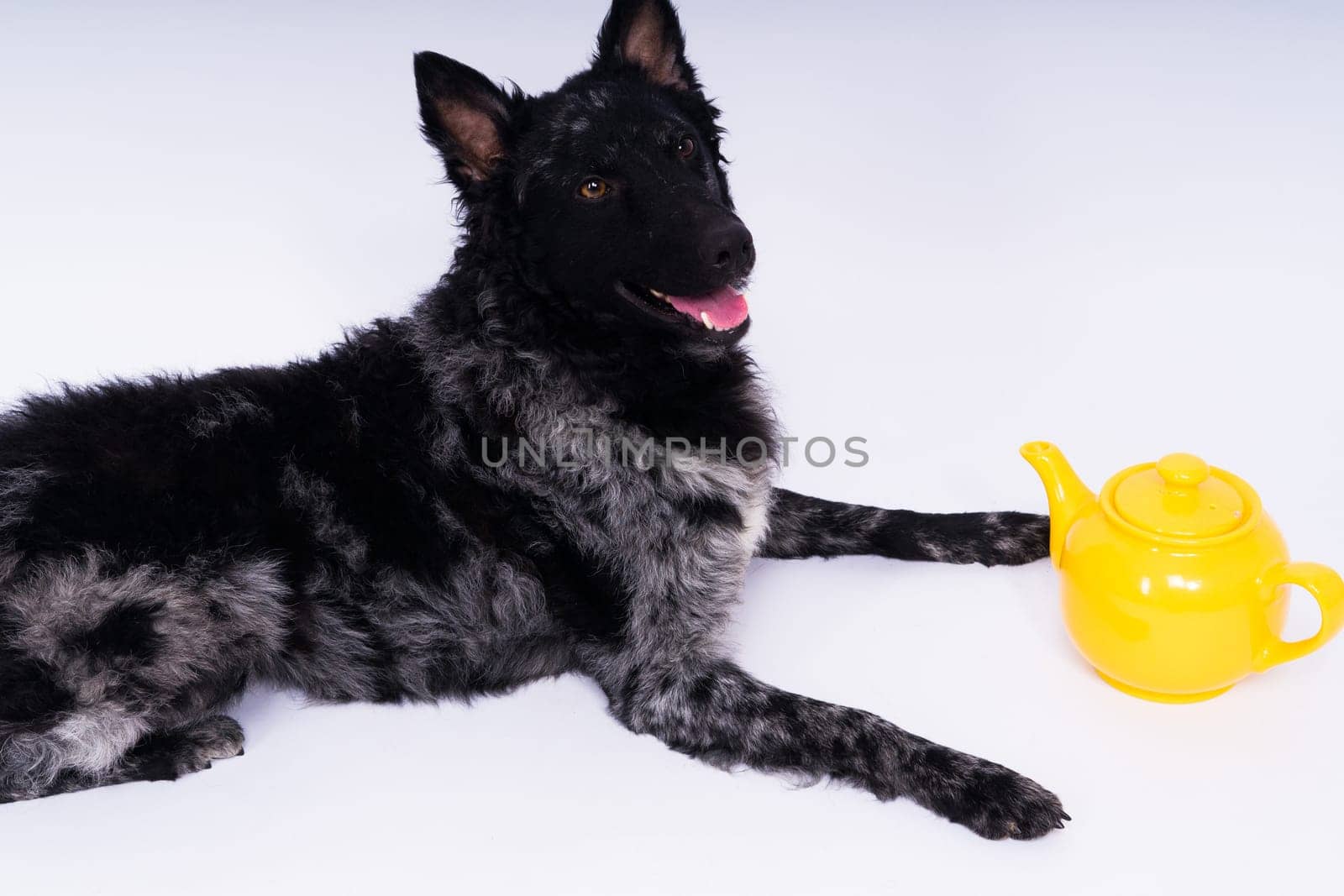 Dog mudi lying on a white studio background next to the openwork ceramic kettle