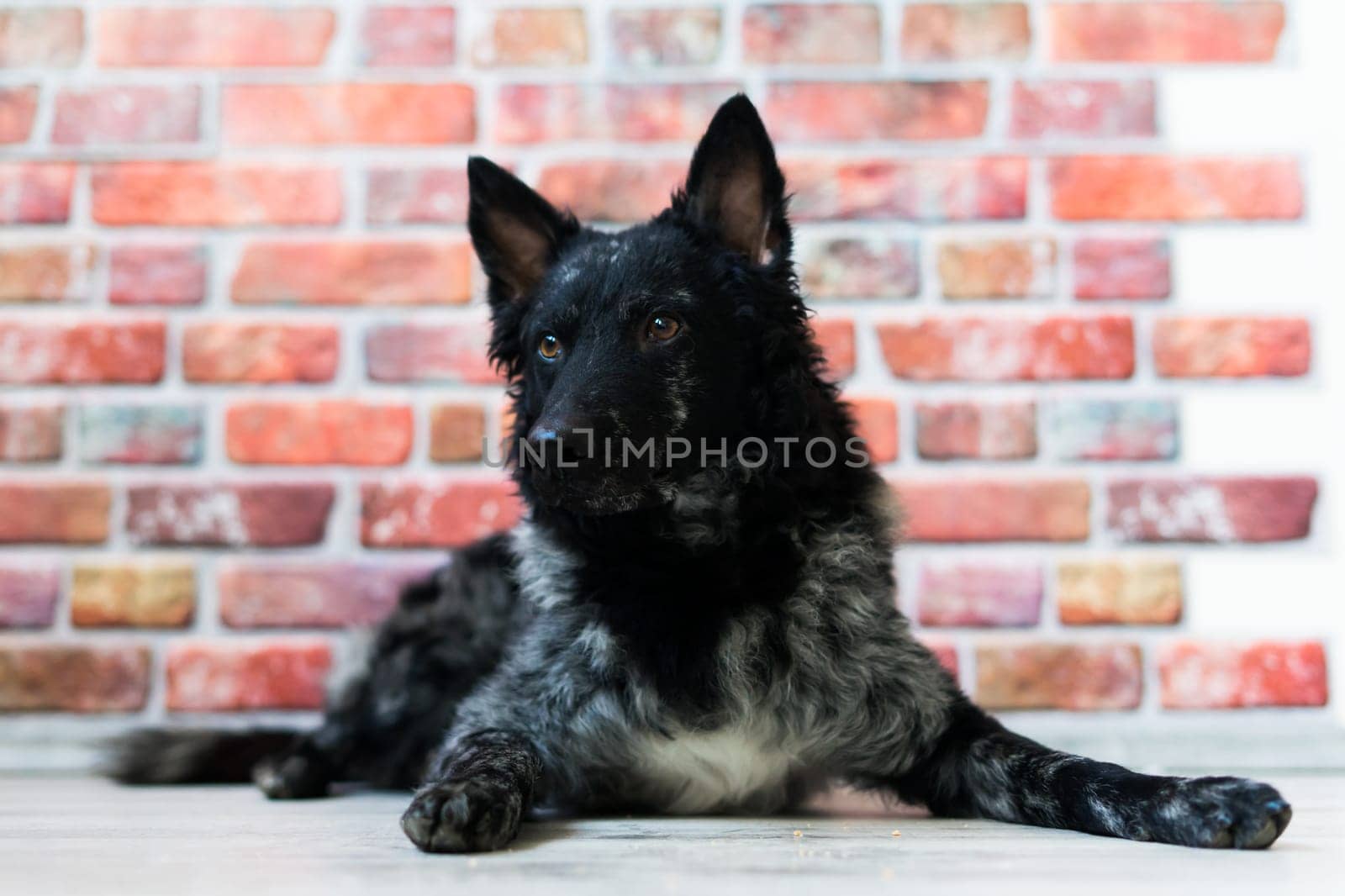 Black White Dog on back brick wall, mudi, a studio shot