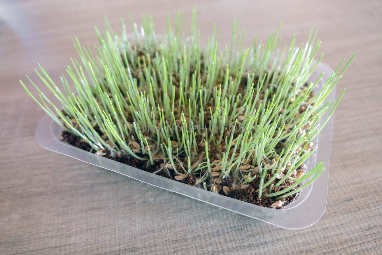 Cat grass. Useful food for the digestion of cats and a healthy stomach. Green grass is grown in a container specifically for cats.