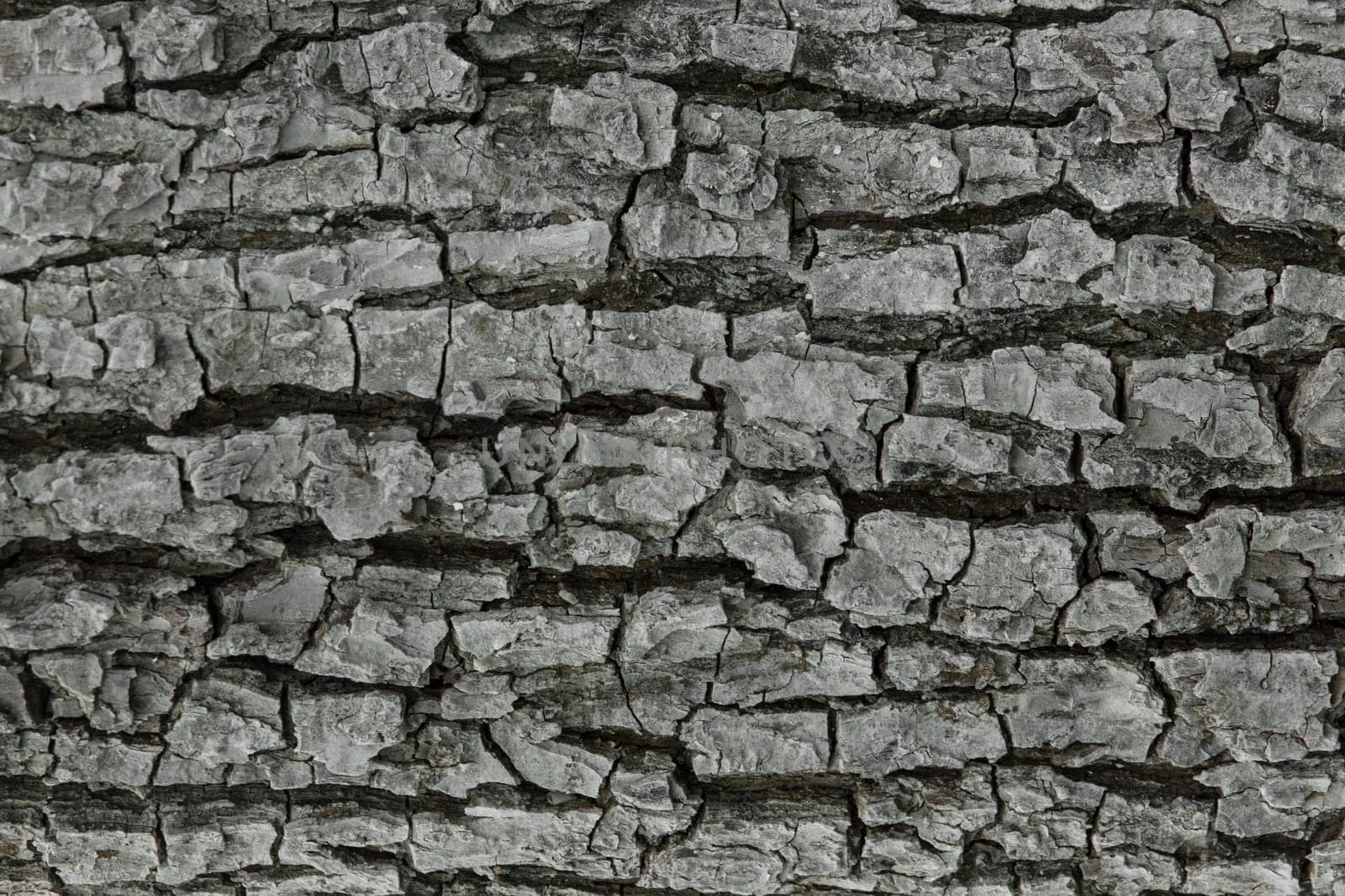 Tree bark abstract natural embossed wood texture nature skin pattern background.