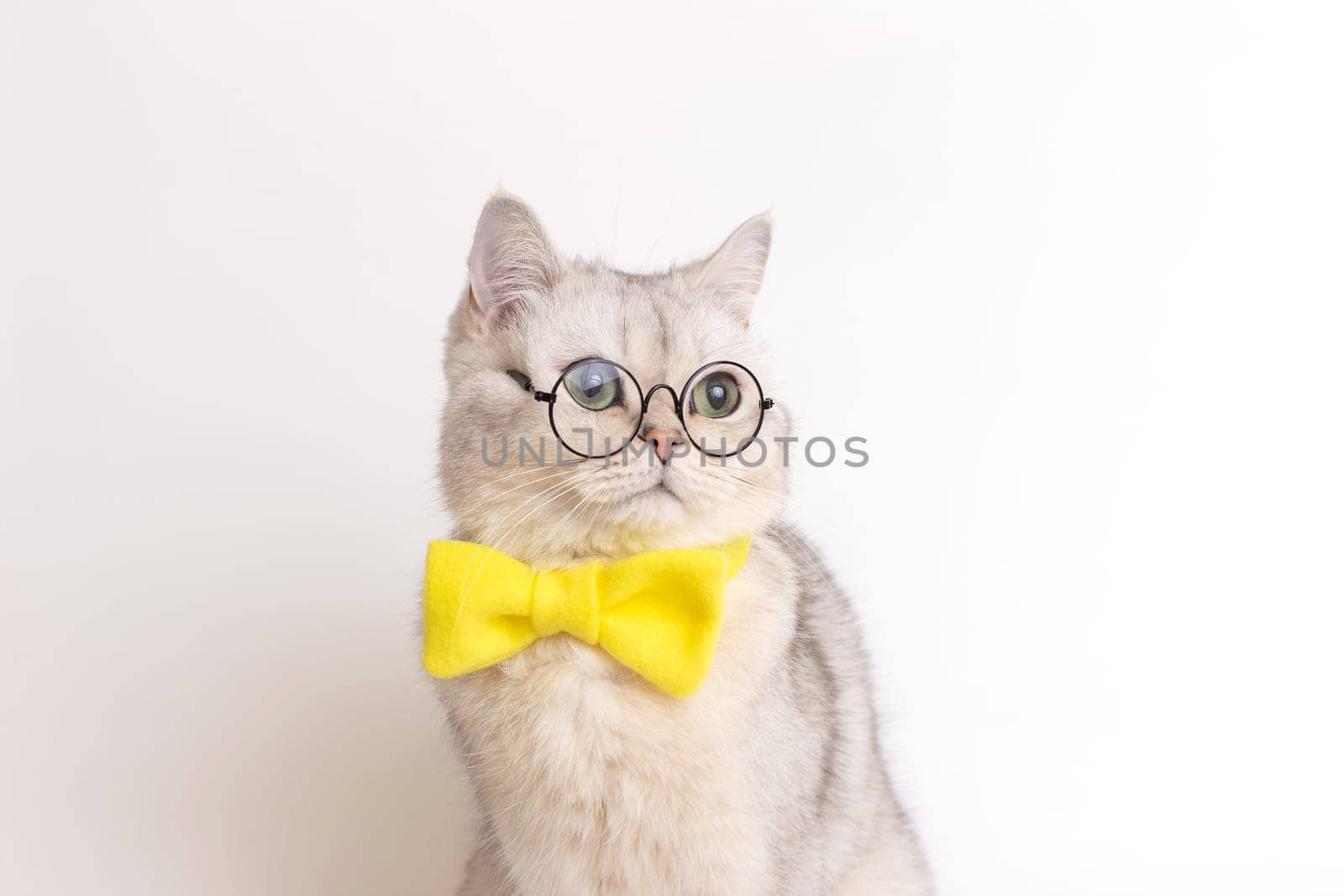 Close up of charming white cat in a yellow bow tie and glasses, on a white background, looks away. Copy space