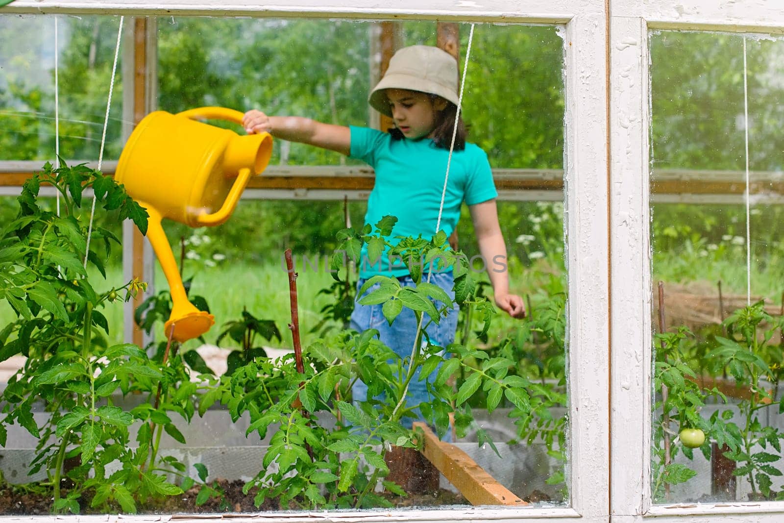A little girl in a green T-shirt waters with a yellow watering can, tomato bushes in a glass greenhouse, in summer, on a sunny day.