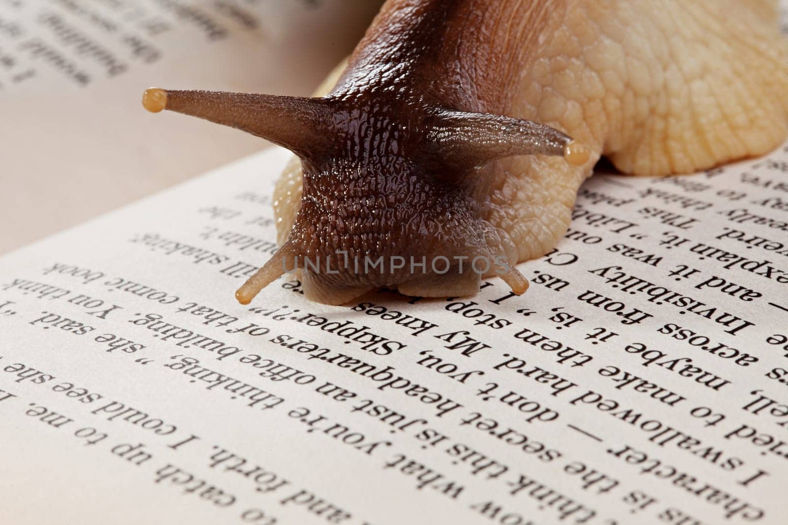 Image of snail crawling on book, close-up