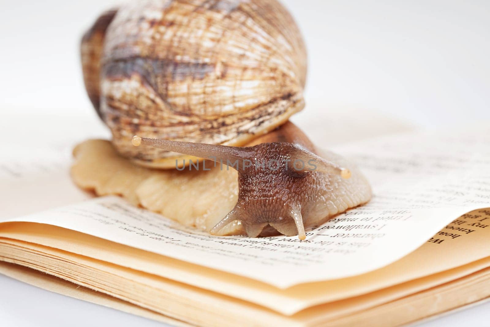 Close-up of big snail moving along book