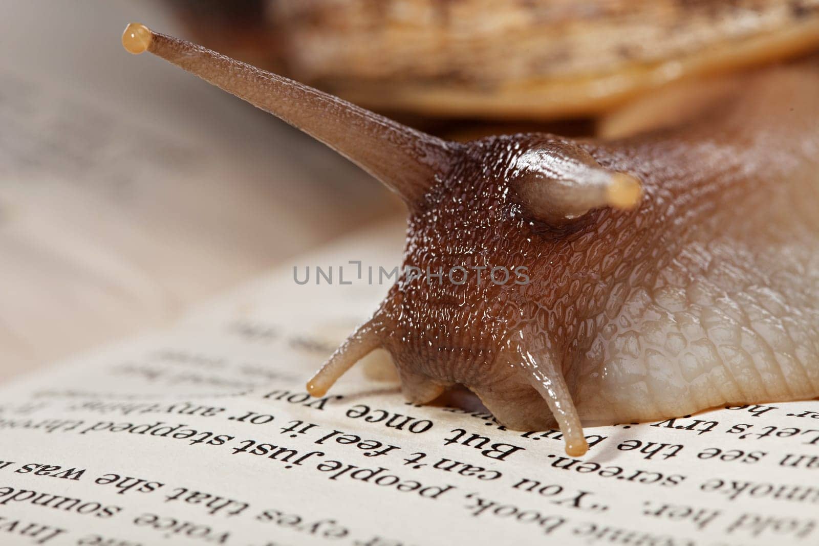 Macro image of big snail crawling on book