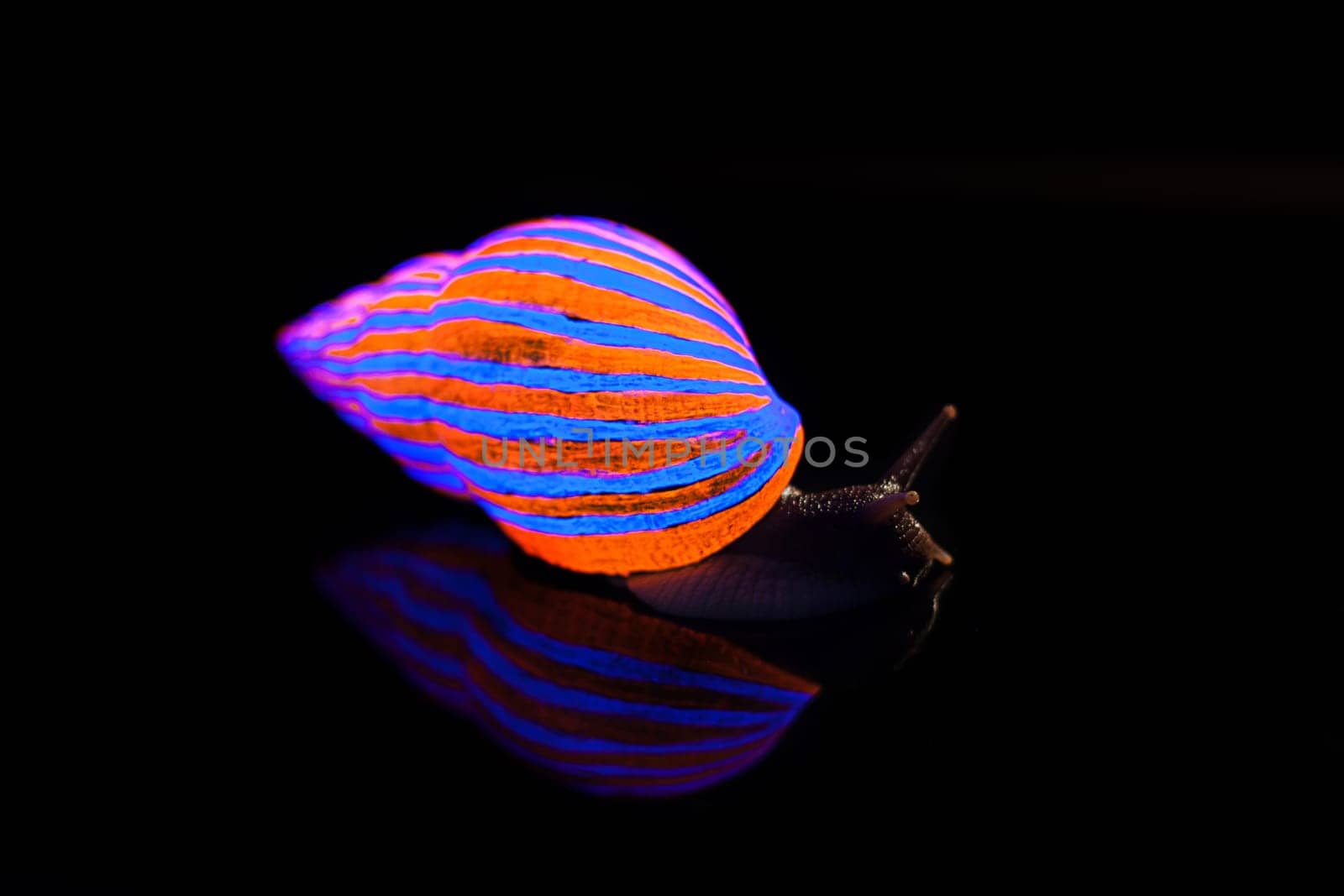 Snail with glowing striped shell, isolated on black