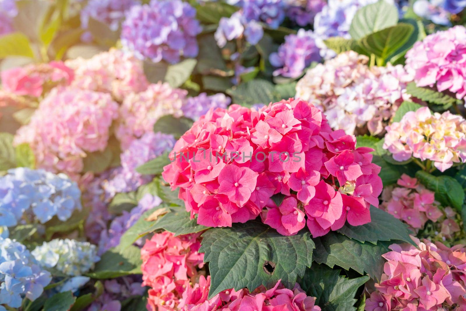Hydrangea flower in the garden background. Multicolor Hydrangea flowers at ornamental garden
