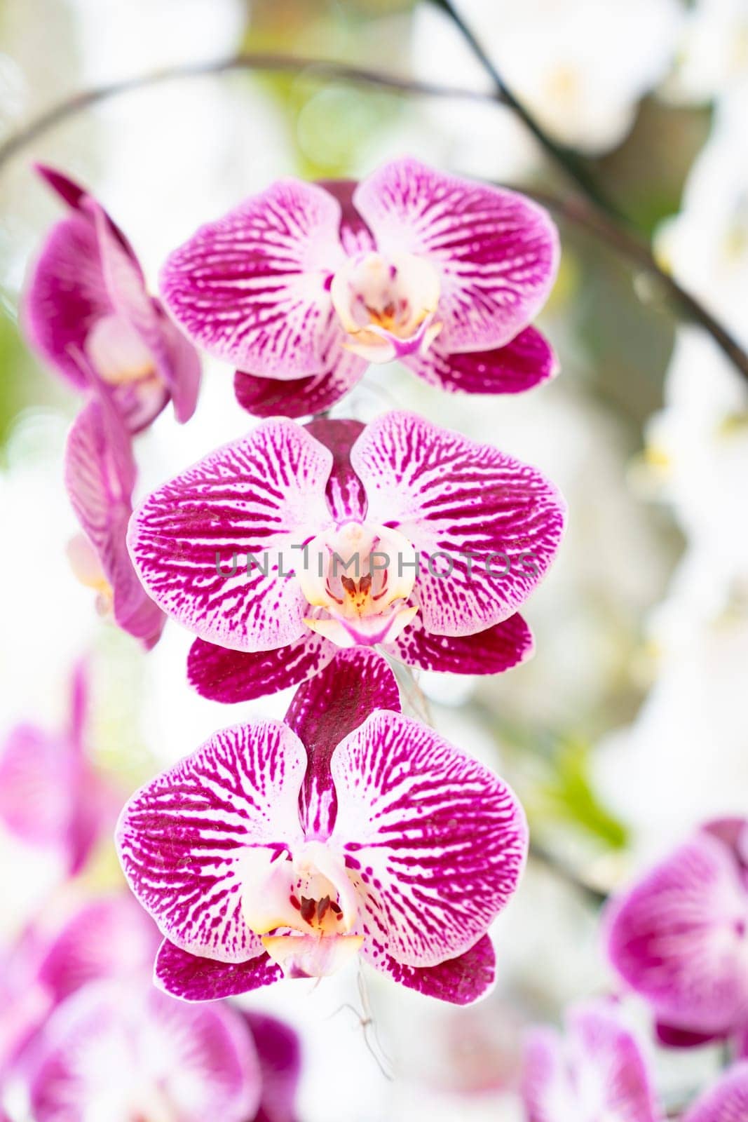 The Beautiful pink blooming orchid flowers in macro. by Gamjai