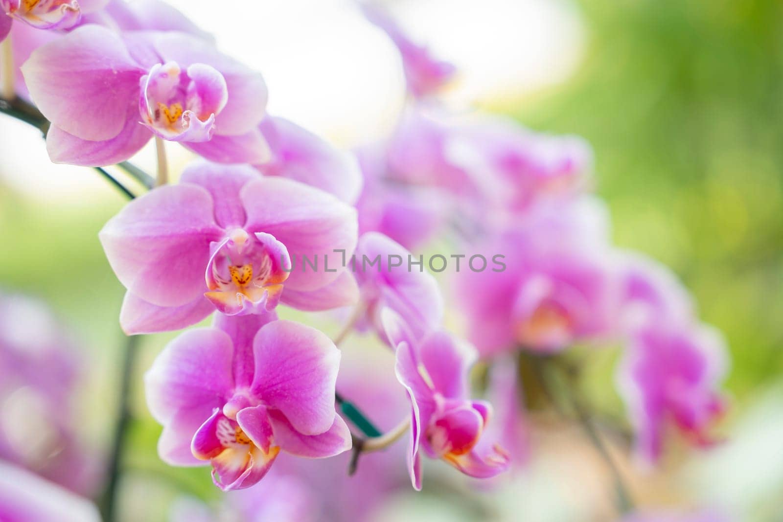 Beautiful pink blooming orchid flowers in macro.