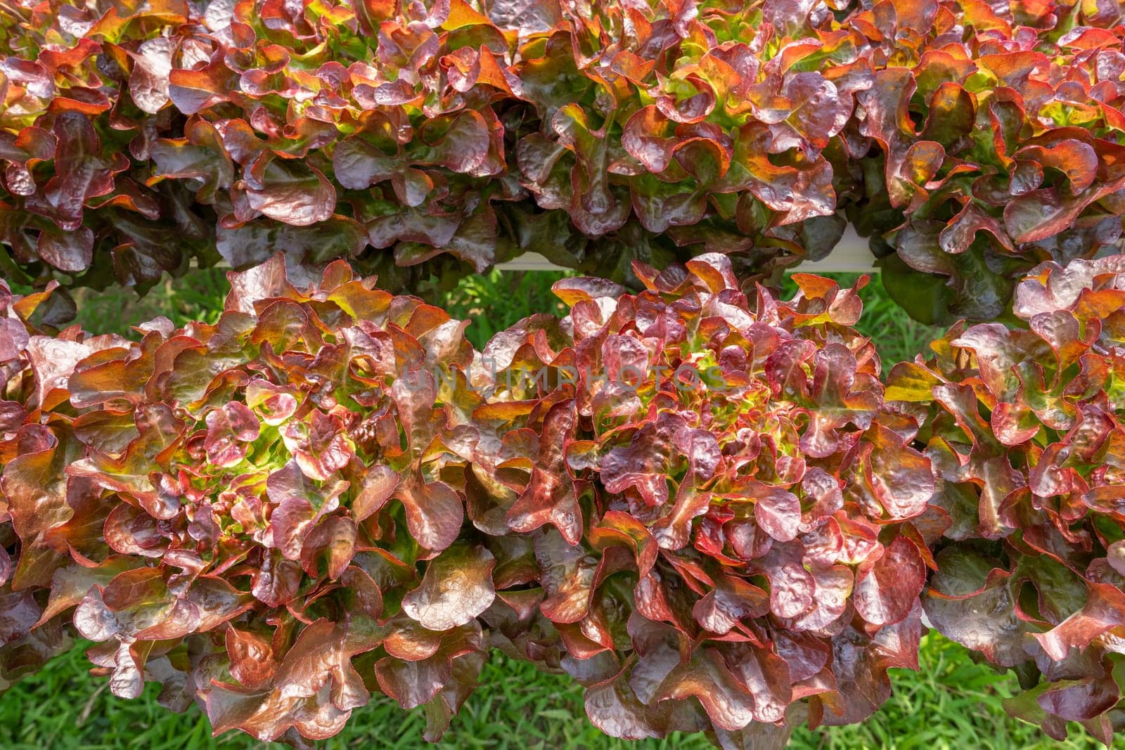 Red oaks in a hydroponic vegetable farm
