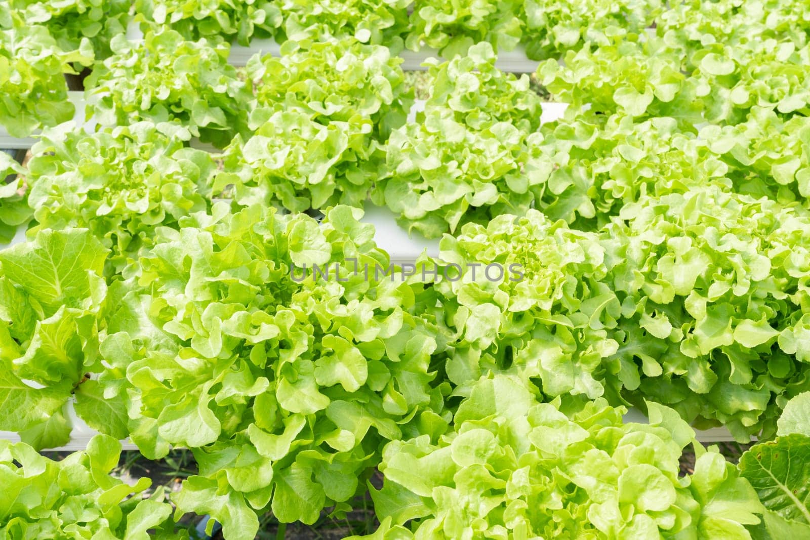 Hydroponics, Organic fresh farm harvested vegetables