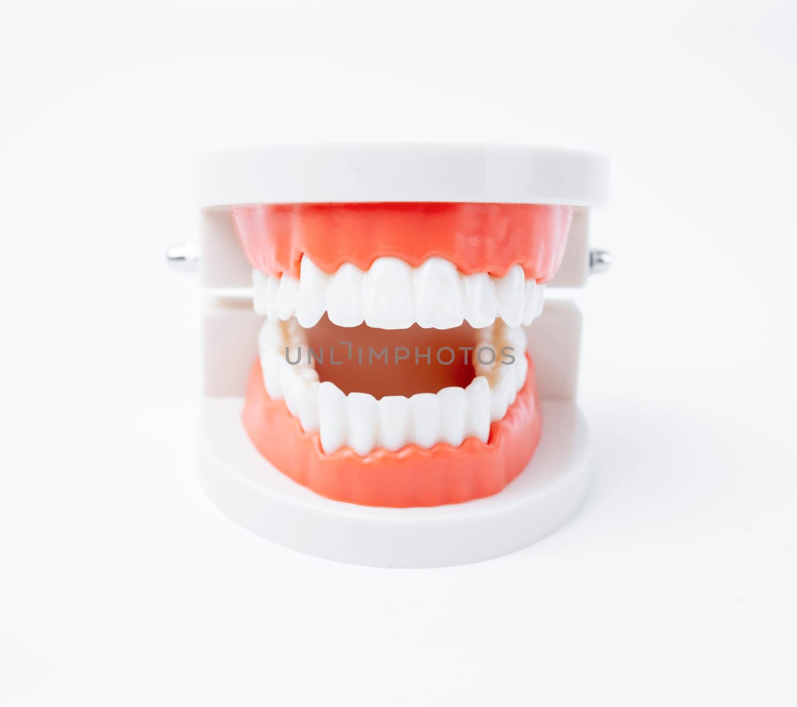 The acrylic human jaw model for studying oral hygiene on white background. by Gamjai