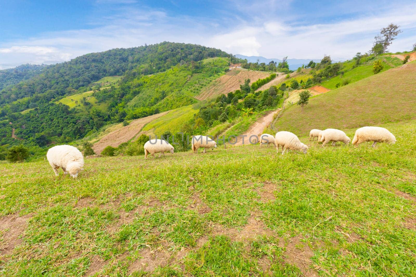 Flock of sheep quietly grazing on green pasture overlooked by mountains beyond.