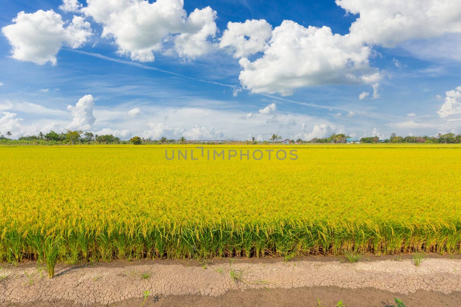 Rice crop soon to be harvested in the farmland and blue sky background.
