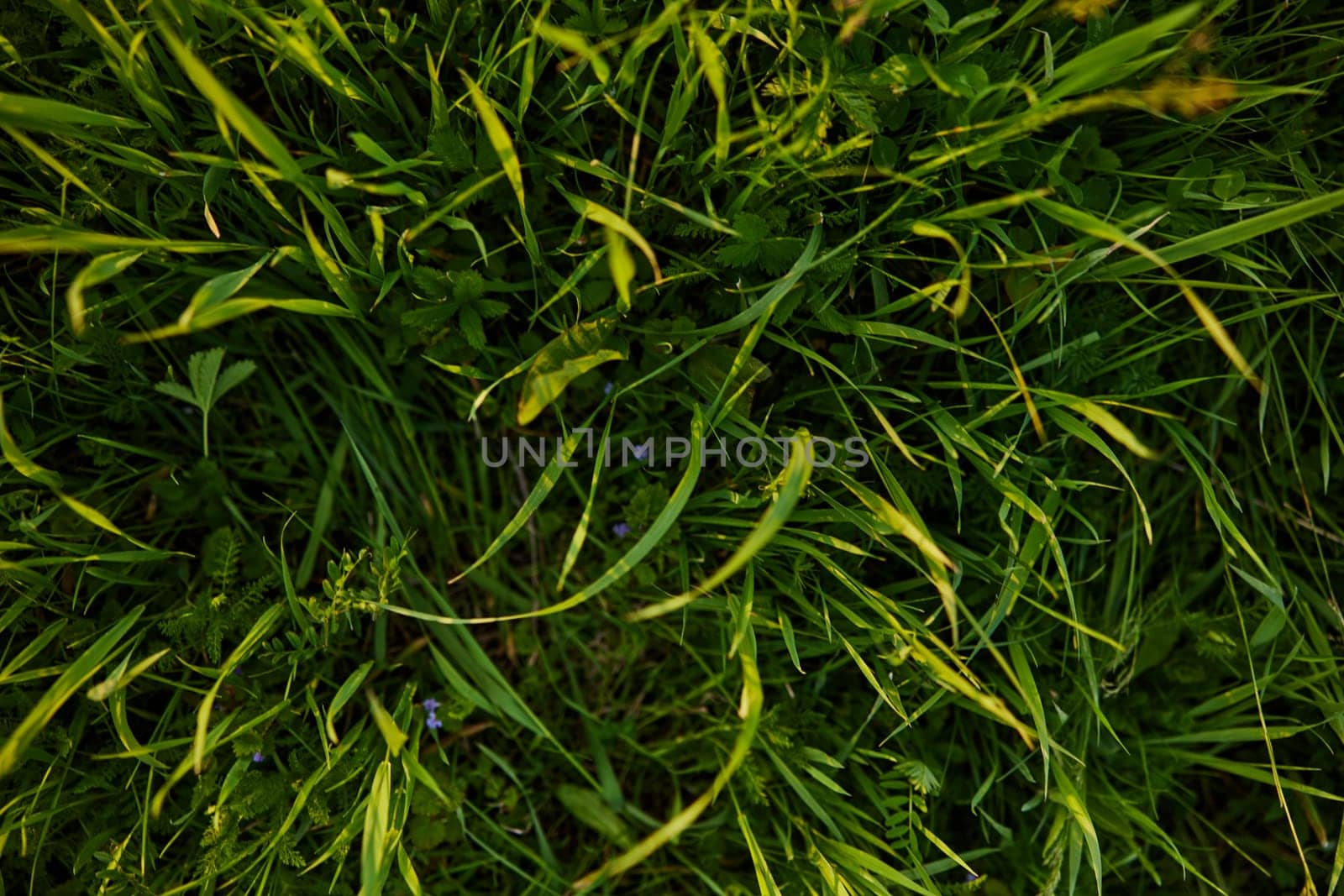a close horizontal photo of the texture of high summer grass of rich green color taken from above by Vichizh