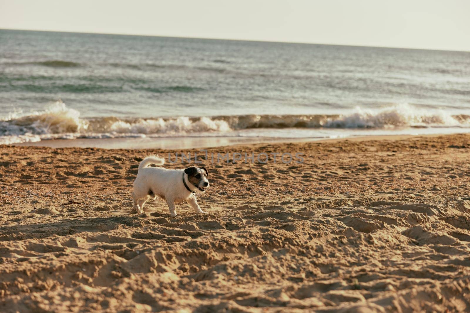 a small spotted dog runs along the beach on a sunny summer day by Vichizh