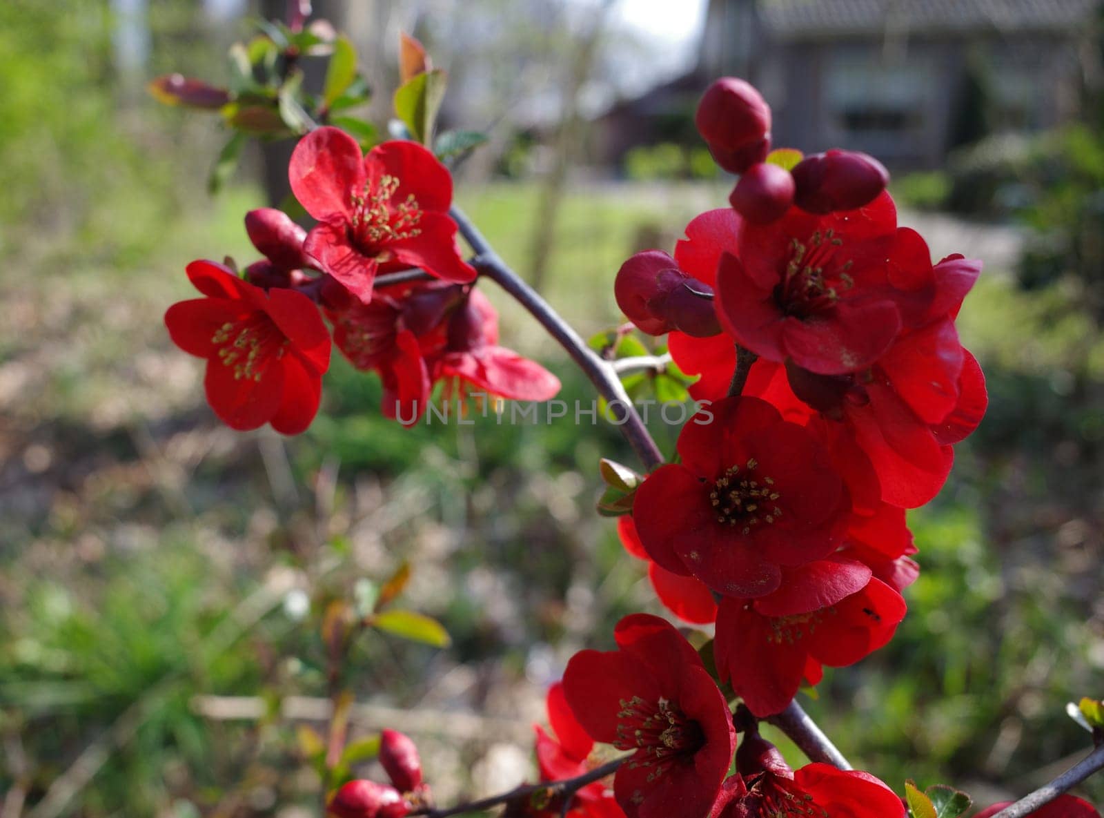 Bright red Japanese quince flowers against a blurred background