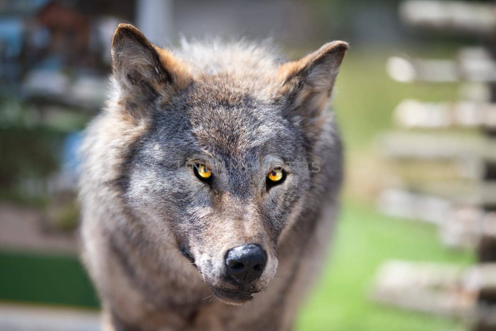 Stuffed gray wolf on a green background.