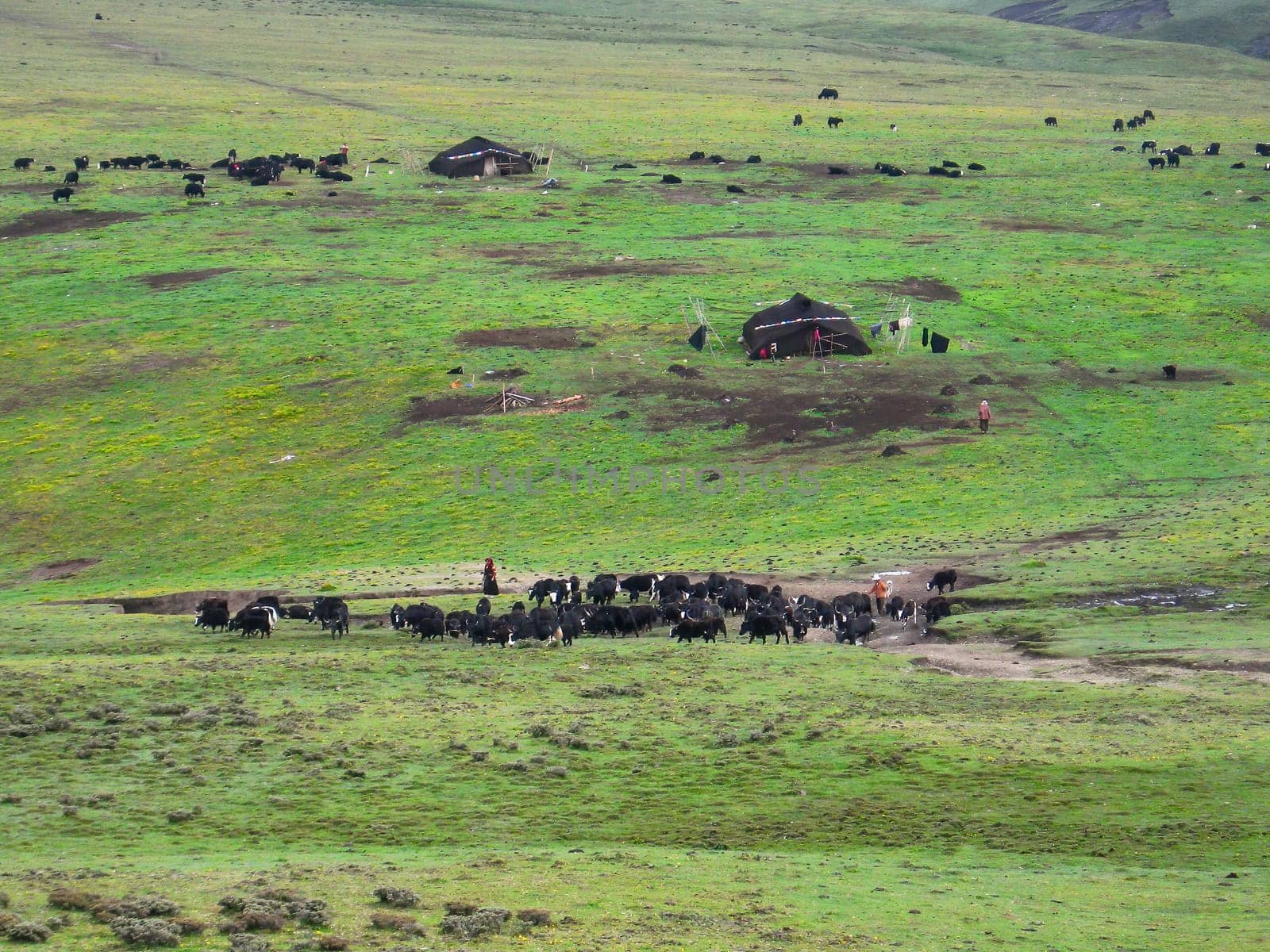 In Tibet, there are both farms and grazing areas.