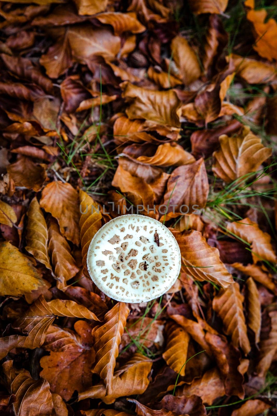 poisonous mushrooms with forest leaves photographed from above