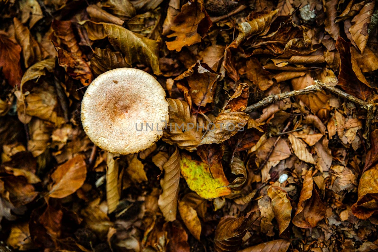 poisonous mushrooms with forest leaves photographed from above