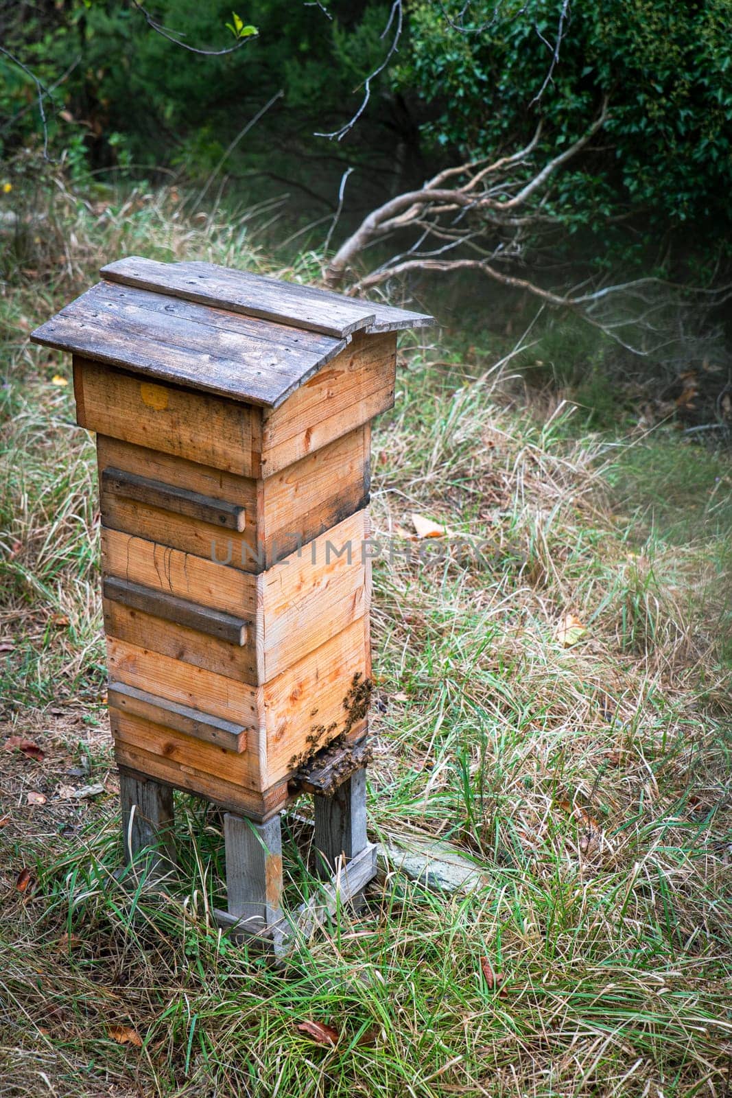 swarm of bees producing honey inside a wooden hive