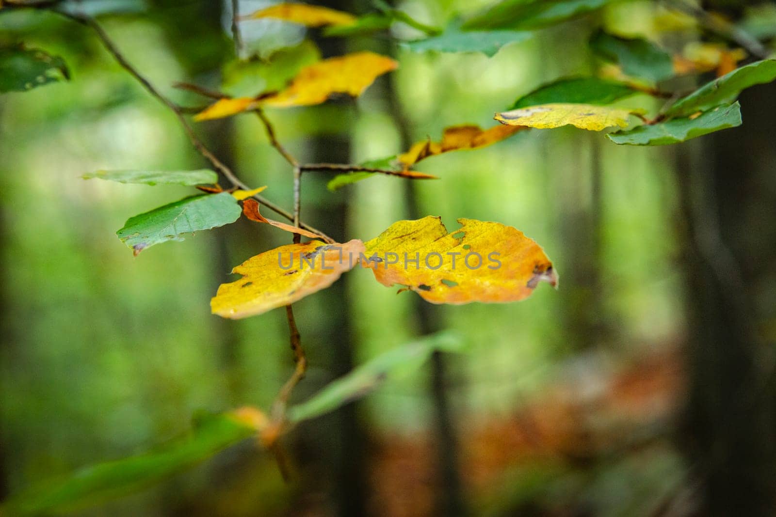 autumnal woodland leaf detail captured in a macro shot of nature