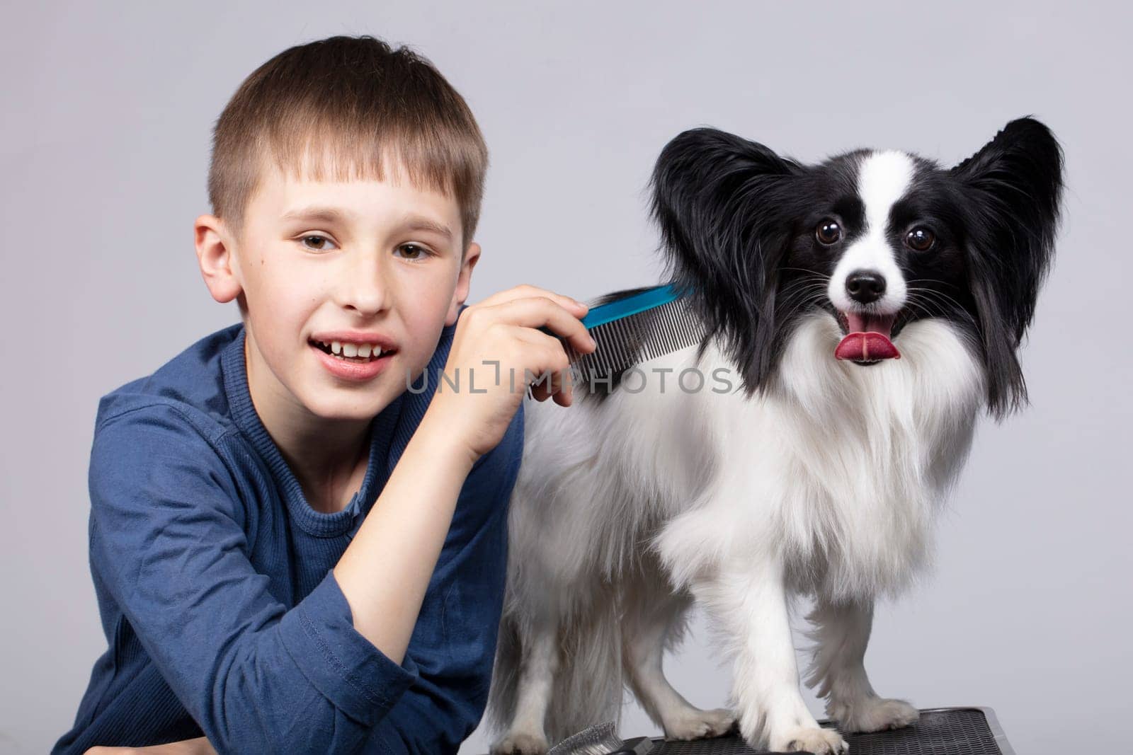 A little boy combs a papillon dog. Pet with owner. Child with a funny puppy. by Sviatlana