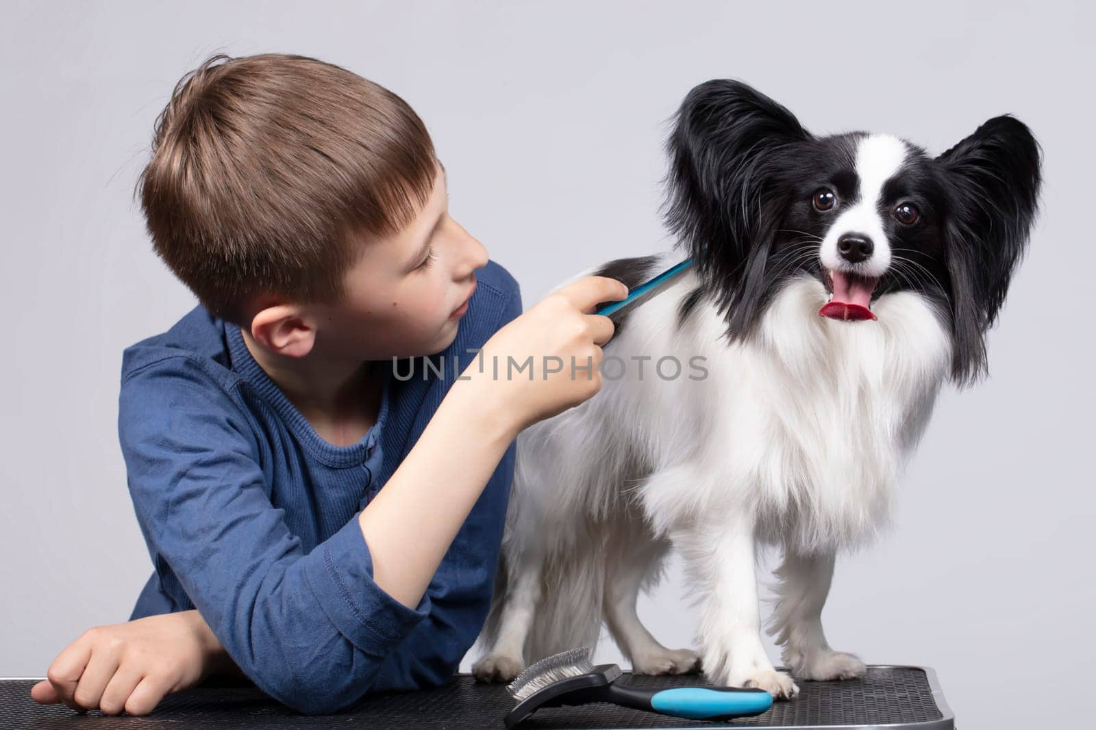 A little boy combs a papillon dog. Pet with owner. Child with a funny puppy.