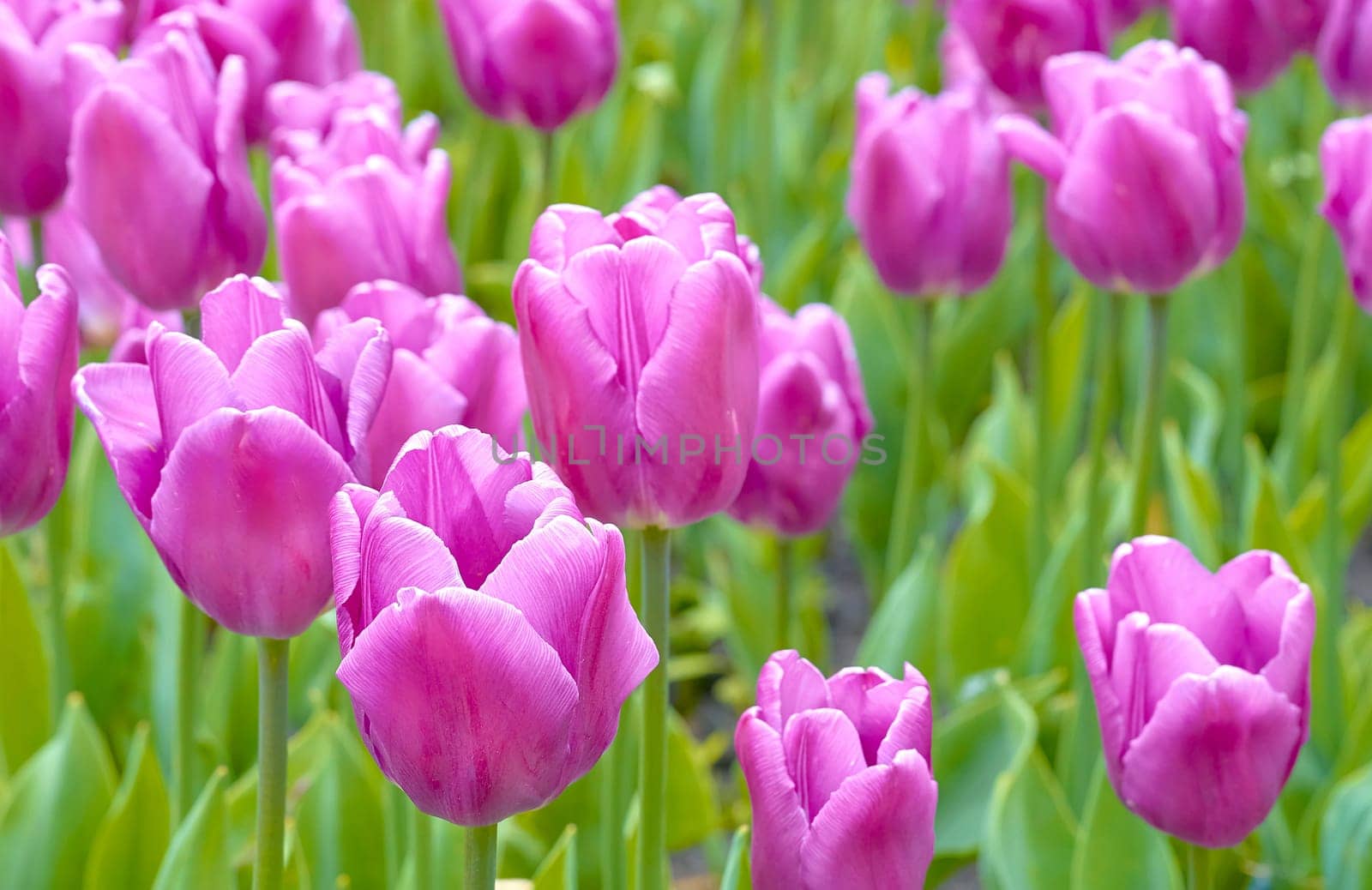 bulbous spring-flowering plant of the lily family, with boldly colored cup-shaped flowers. Pink purple delicate tulips on a green field