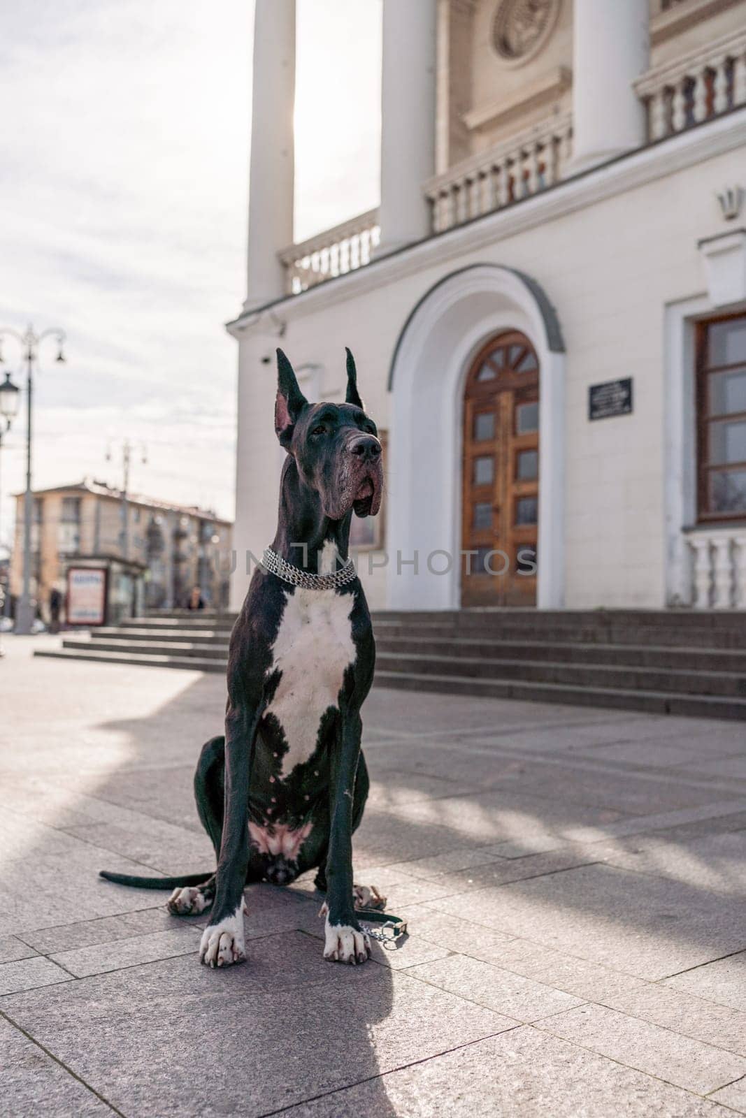 Young black Great Dane poses in the city by Matiunina