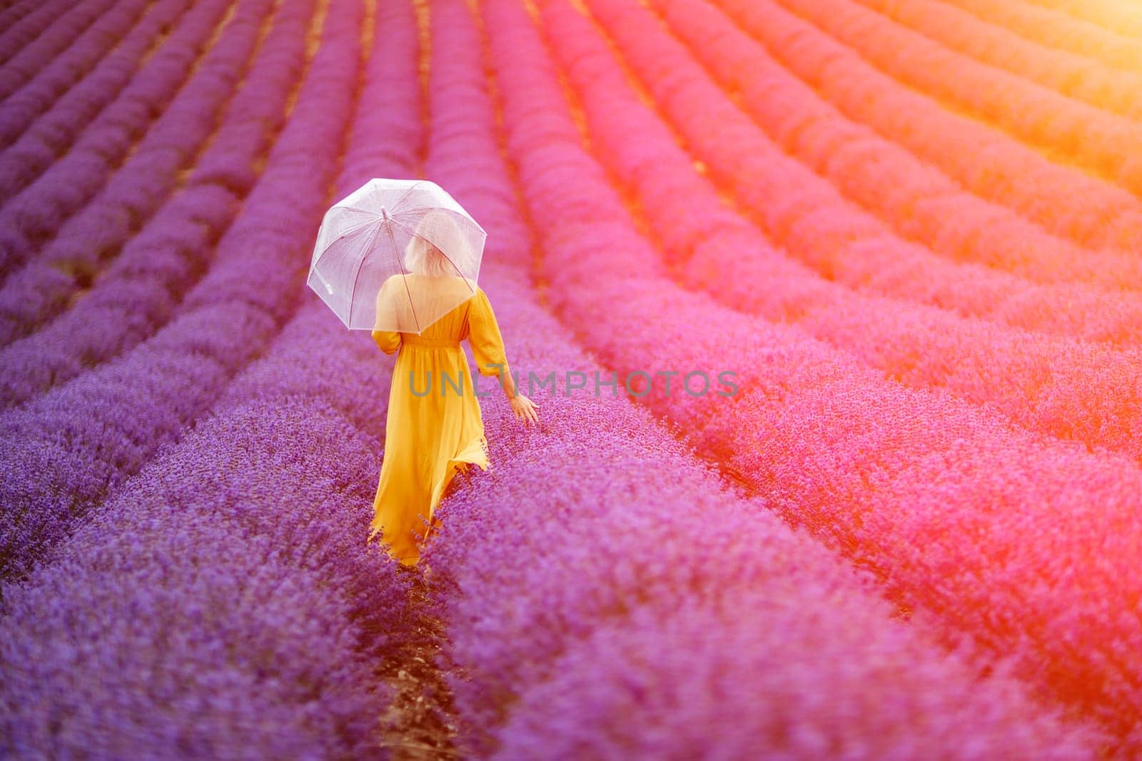 A middle-aged woman in a lavender field walks under an umbrella on a rainy day and enjoys aromatherapy. Aromatherapy concept, lavender oil, photo session in lavender.