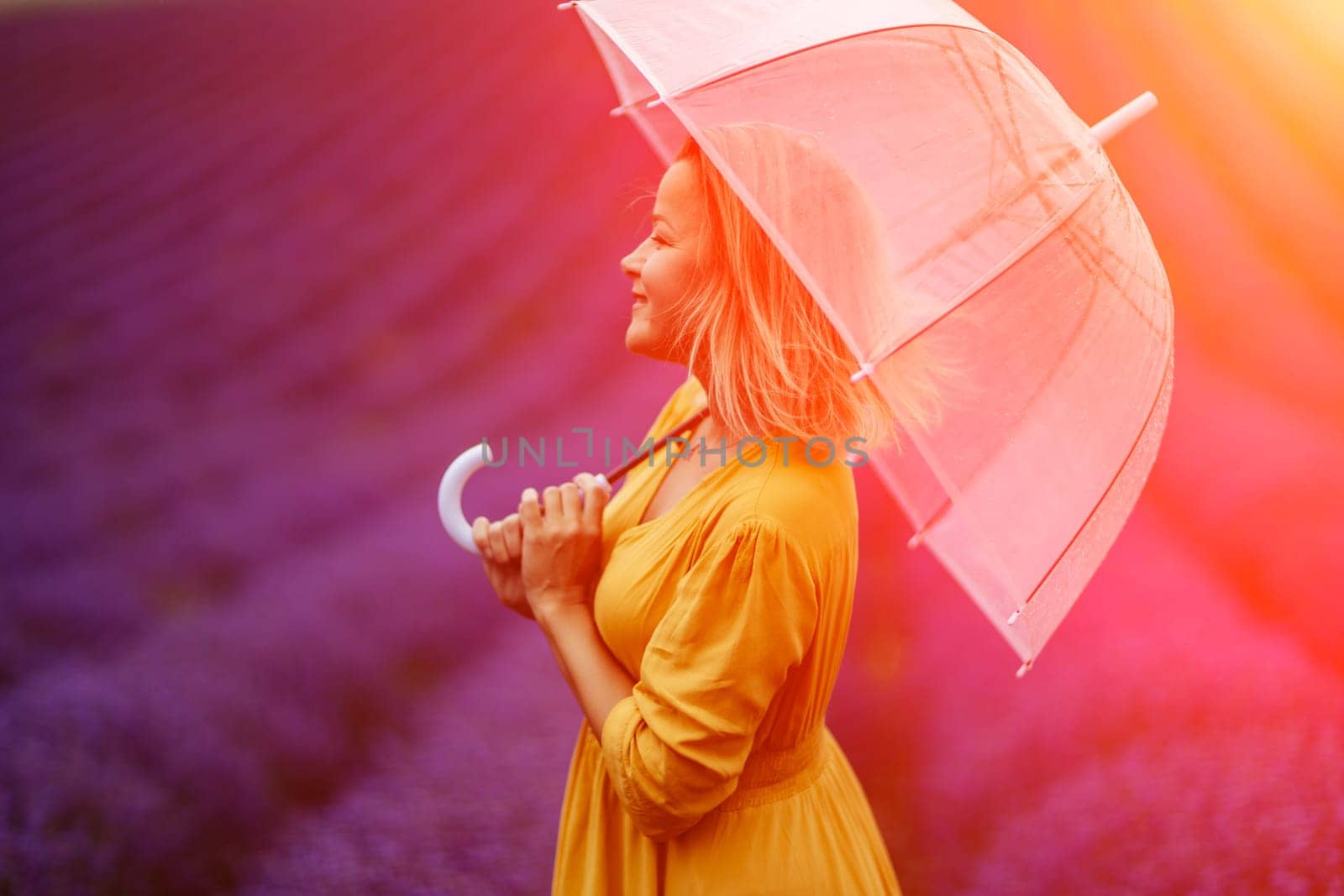 A middle-aged woman in a lavender field walks under an umbrella on a rainy day and enjoys aromatherapy. Aromatherapy concept, lavender oil, photo session in lavender.