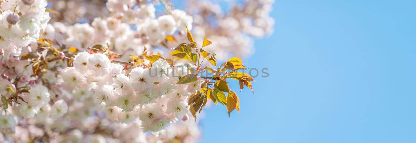 Double cherry blossoms in full bloom. A tree branch with flowers against a blue sky and the sun shines through the flowers