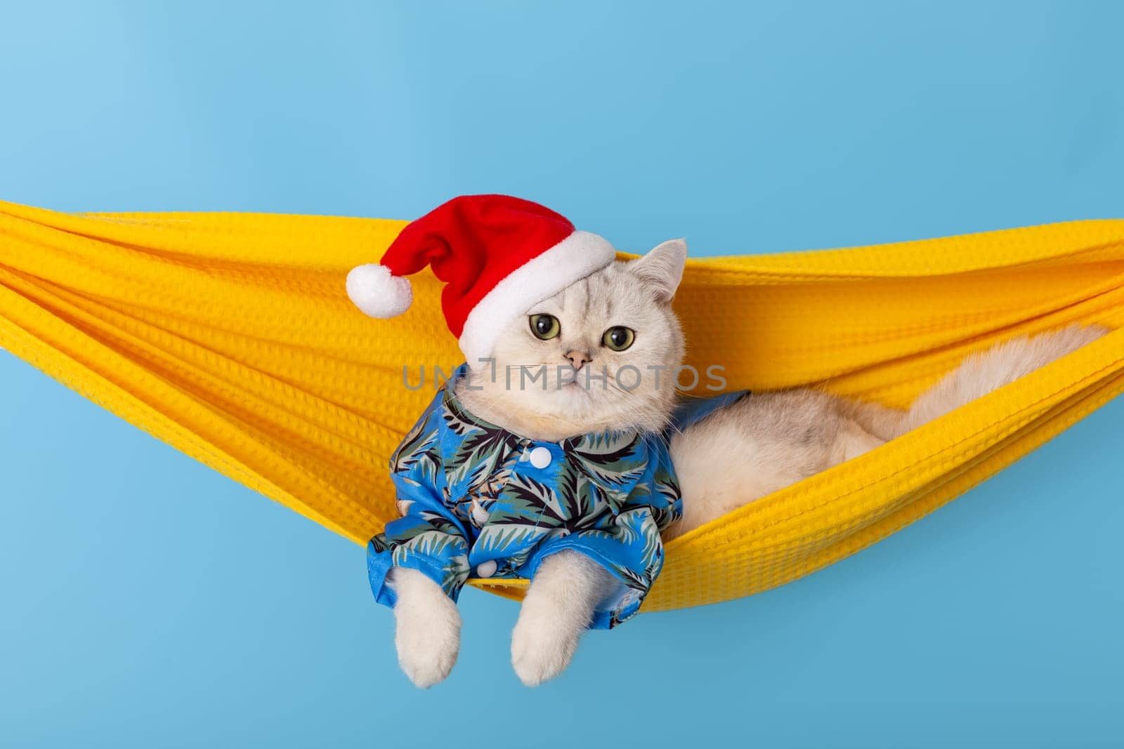 a happy white cat in a blue shirt and a red Santa Claus hat, lying in a yellow fabric hammock by Zakharova