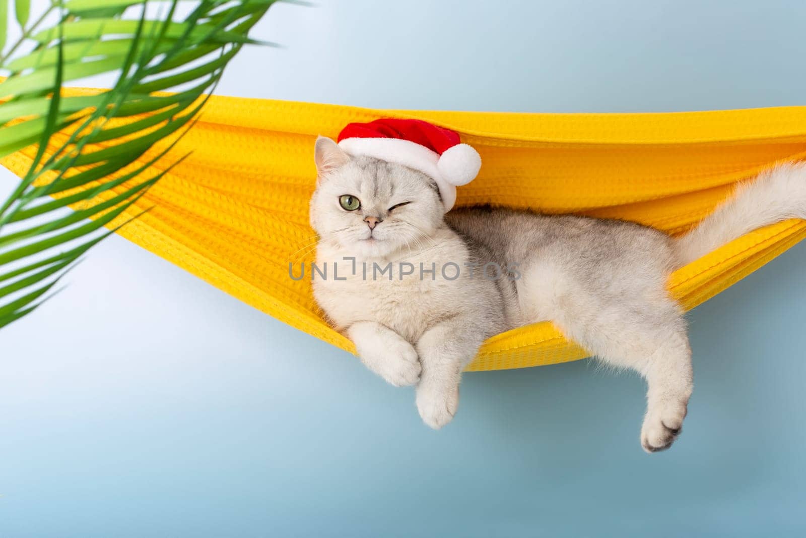 Funny winking white British cat in a red Santa hat, lying in a yellow fabric hammock, isolated on a blue background, under palm leaves. Copy space