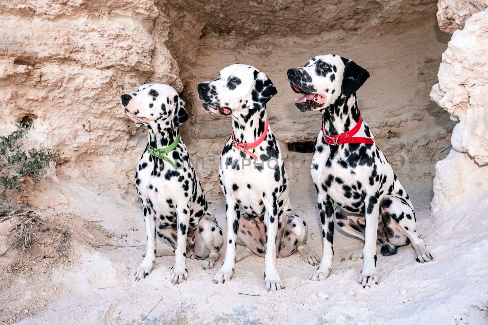 Portrait of three beautiful young Dalmatian dogs sitting in a cave .Selective focus by Matiunina