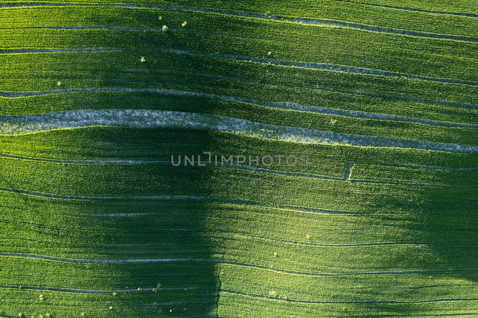 Aerial photographic documentation of the green color of a field in spring