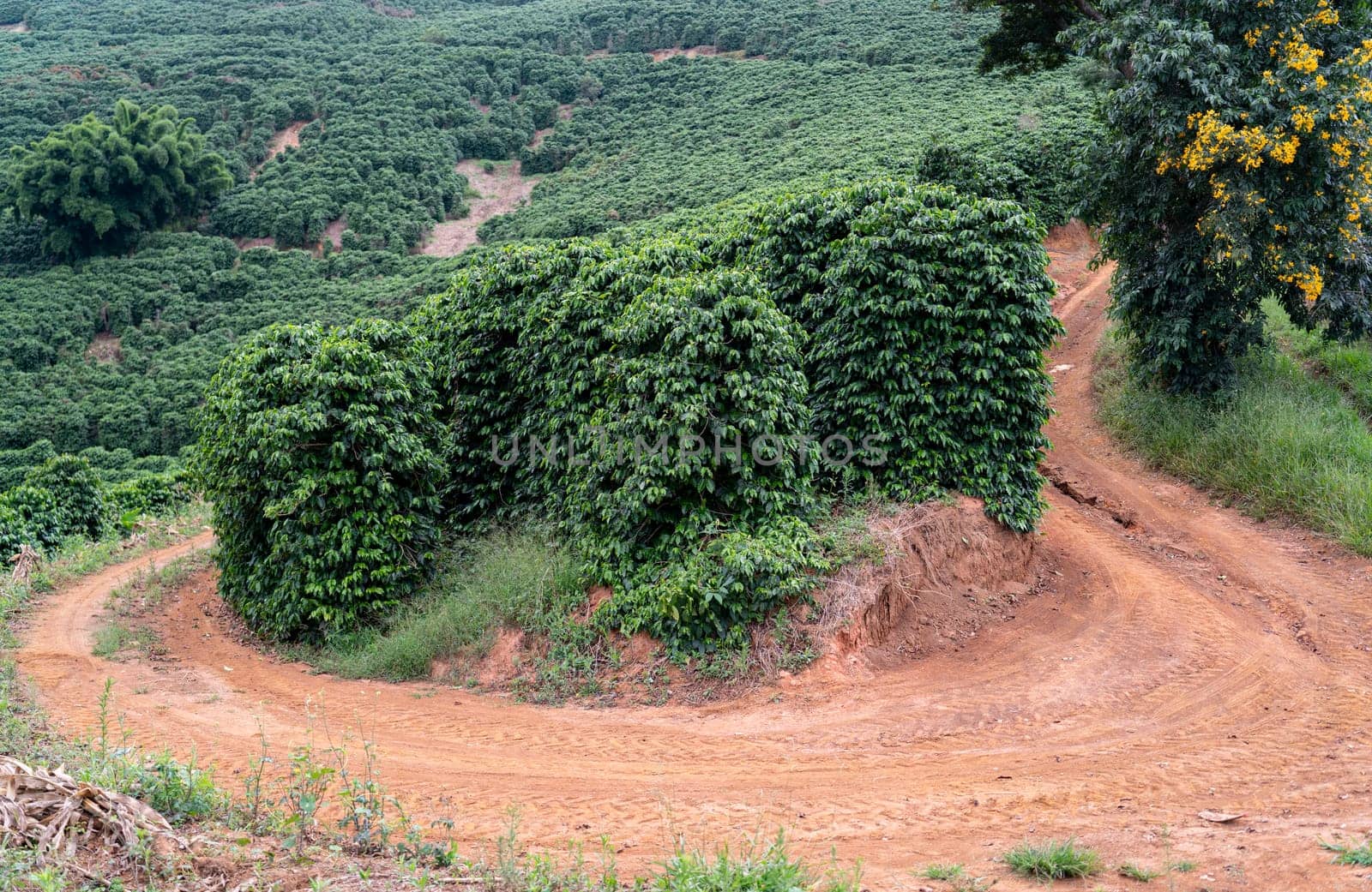 Take a walk through the lush green coffee plantations on the mountainside. The winding dirt road disappears between the rows of coffee trees, creating a picturesque rural scene.