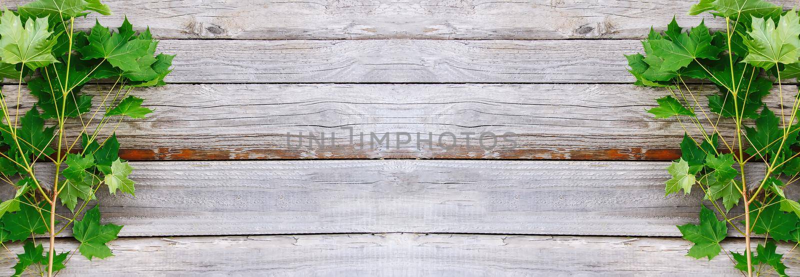 Old grunge wood texture with green leaves. Rough natural texture. by nightlyviolet